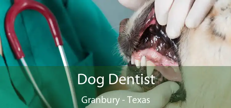 Dog Dentist Granbury - Texas