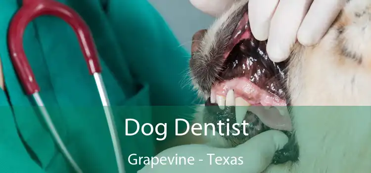 Dog Dentist Grapevine - Texas