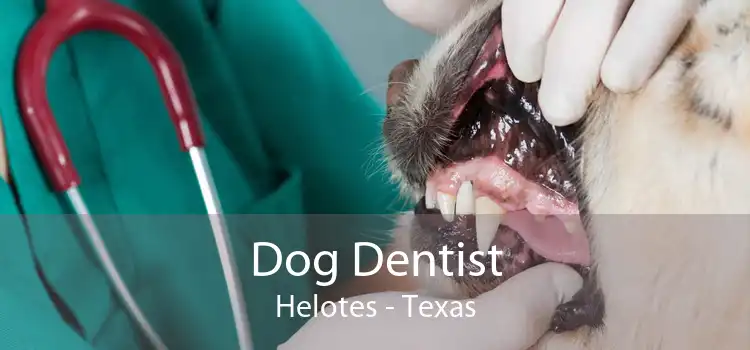 Dog Dentist Helotes - Texas
