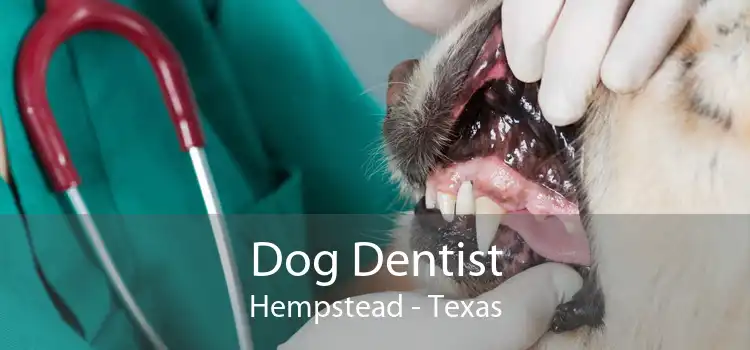 Dog Dentist Hempstead - Texas