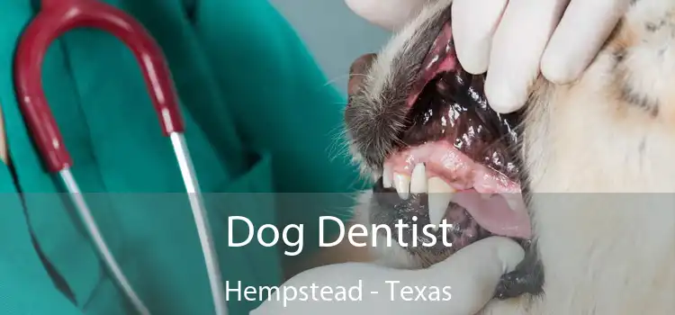 Dog Dentist Hempstead - Texas