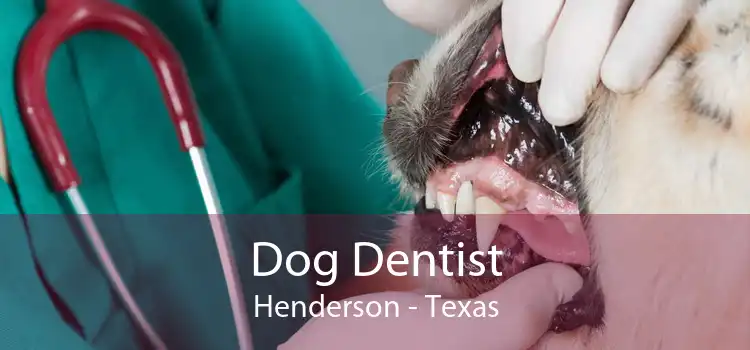 Dog Dentist Henderson - Texas