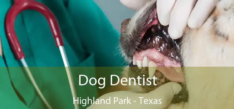 Dog Dentist Highland Park - Texas