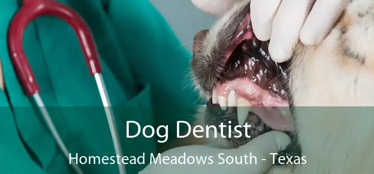 Dog Dentist Homestead Meadows South - Texas