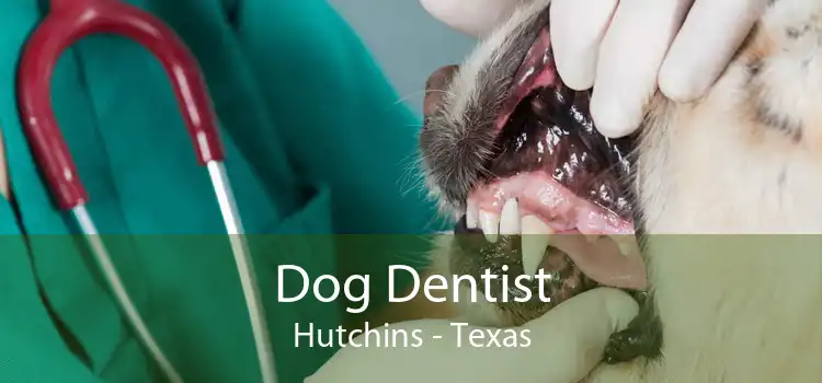 Dog Dentist Hutchins - Texas