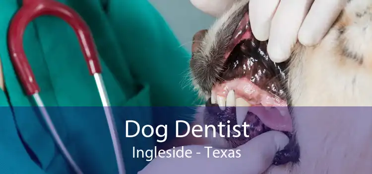 Dog Dentist Ingleside - Texas