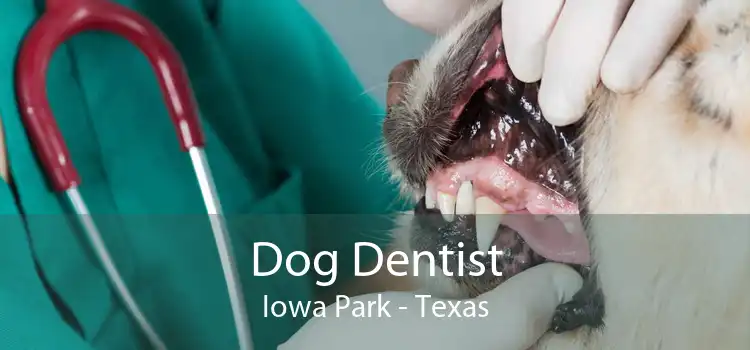 Dog Dentist Iowa Park - Texas