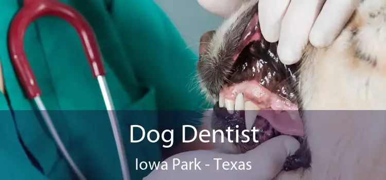 Dog Dentist Iowa Park - Texas