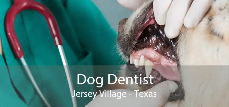 Dog Dentist Jersey Village - Texas