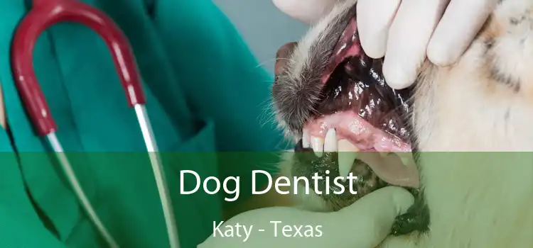 Dog Dentist Katy - Texas