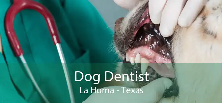 Dog Dentist La Homa - Texas