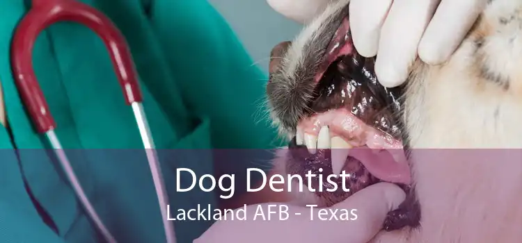 Dog Dentist Lackland AFB - Texas