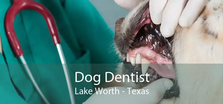 Dog Dentist Lake Worth - Texas