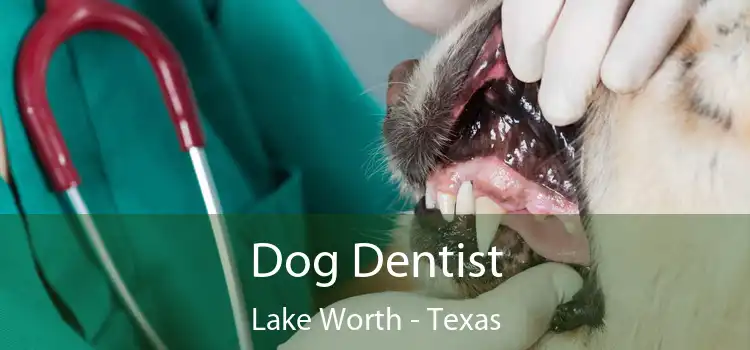 Dog Dentist Lake Worth - Texas
