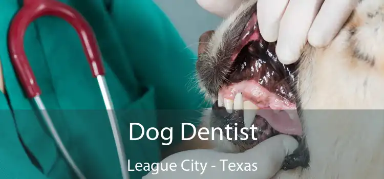 Dog Dentist League City - Texas