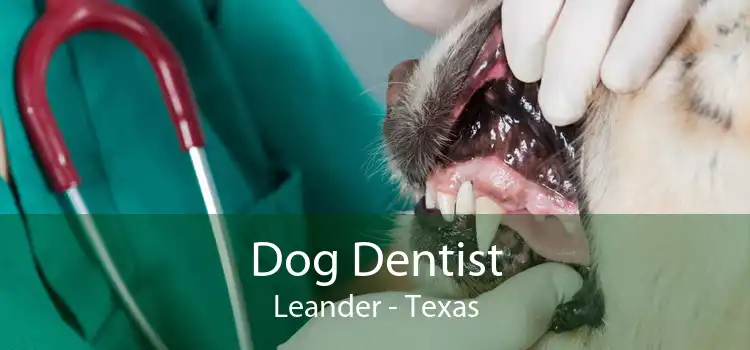 Dog Dentist Leander - Texas