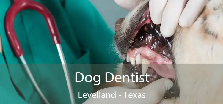 Dog Dentist Levelland - Texas