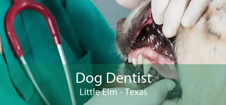 Dog Dentist Little Elm - Texas
