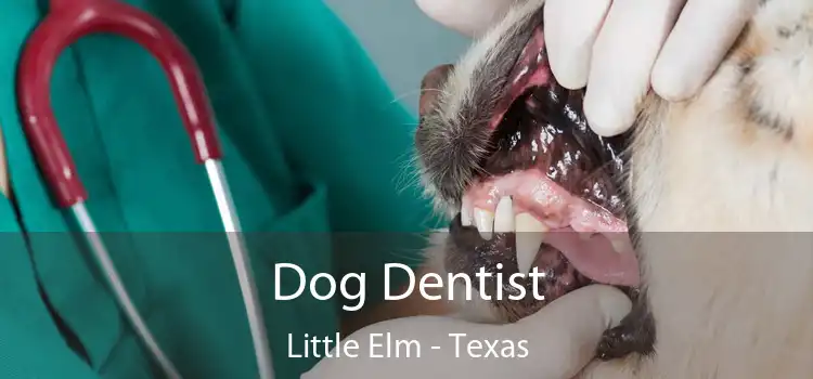 Dog Dentist Little Elm - Texas