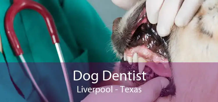 Dog Dentist Liverpool - Texas