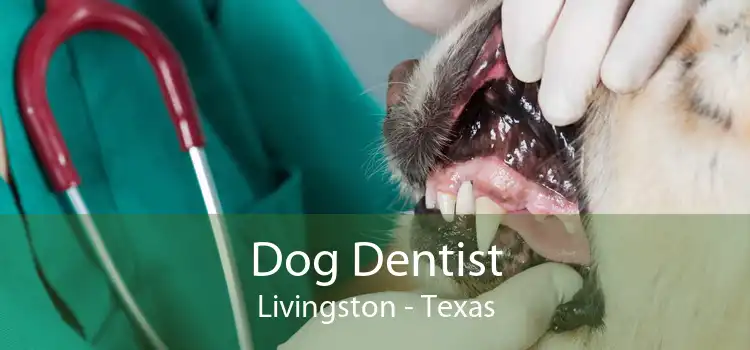 Dog Dentist Livingston - Texas
