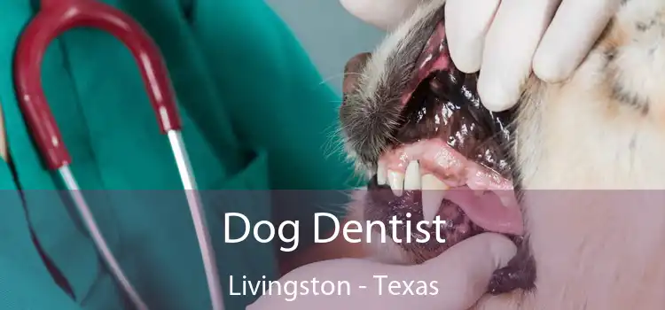 Dog Dentist Livingston - Texas
