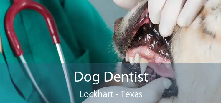 Dog Dentist Lockhart - Texas