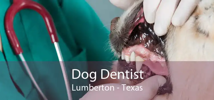 Dog Dentist Lumberton - Texas