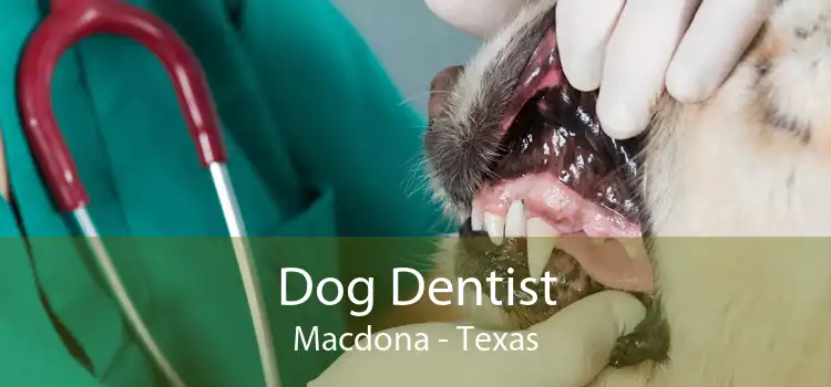 Dog Dentist Macdona - Texas
