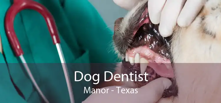 Dog Dentist Manor - Texas
