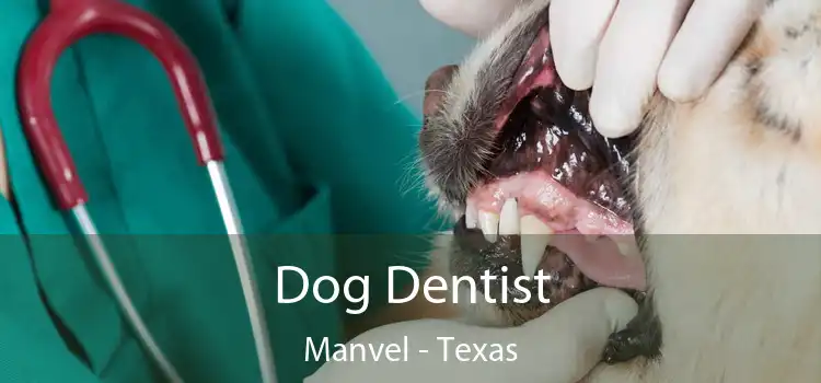 Dog Dentist Manvel - Texas