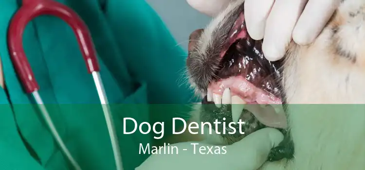 Dog Dentist Marlin - Texas