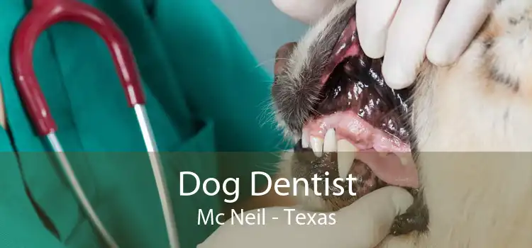Dog Dentist Mc Neil - Texas