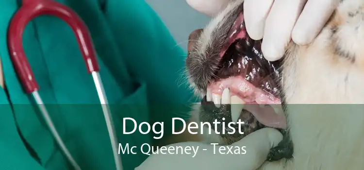 Dog Dentist Mc Queeney - Texas
