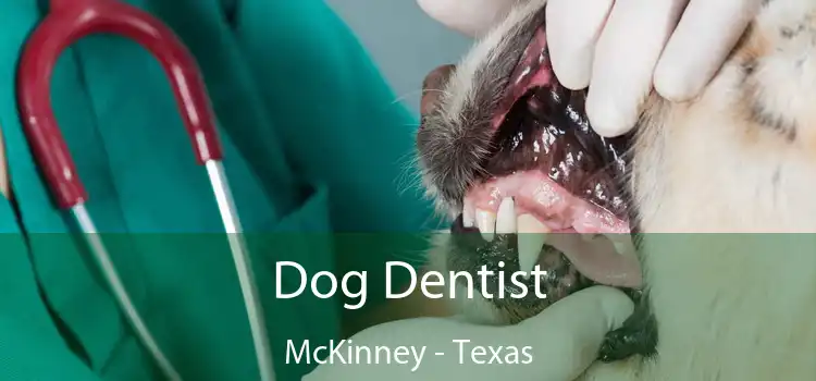 Dog Dentist McKinney - Texas