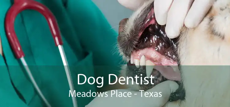 Dog Dentist Meadows Place - Texas