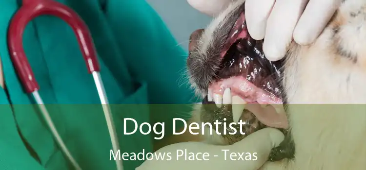 Dog Dentist Meadows Place - Texas