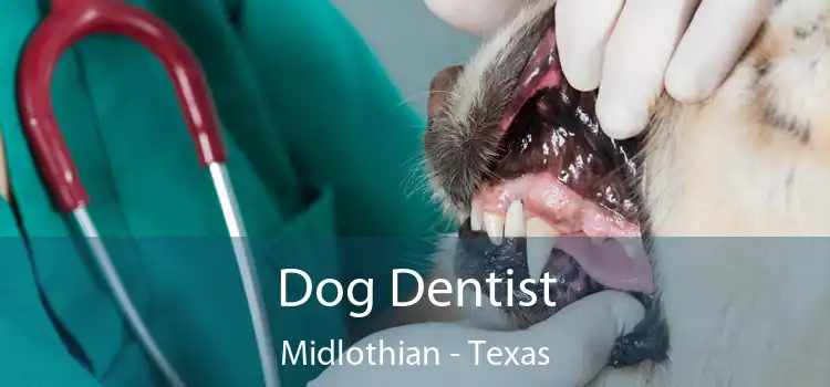 Dog Dentist Midlothian - Texas