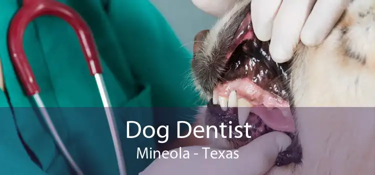 Dog Dentist Mineola - Texas
