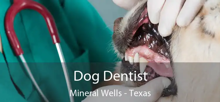 Dog Dentist Mineral Wells - Texas