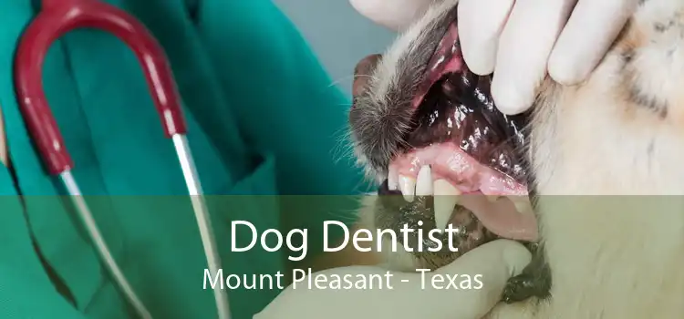 Dog Dentist Mount Pleasant - Texas