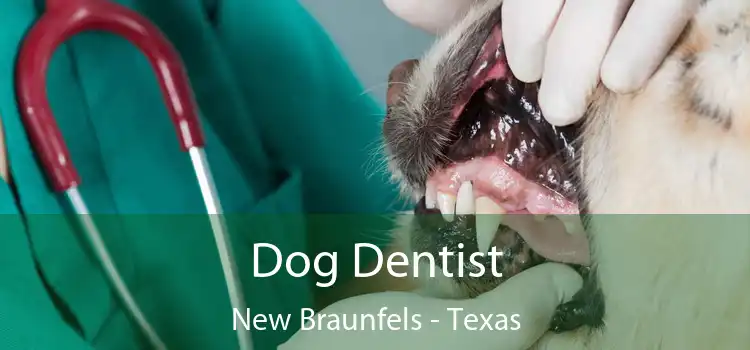 Dog Dentist New Braunfels - Texas