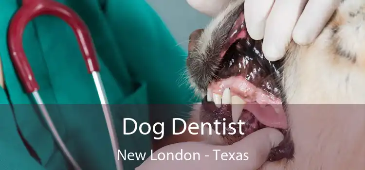 Dog Dentist New London - Texas
