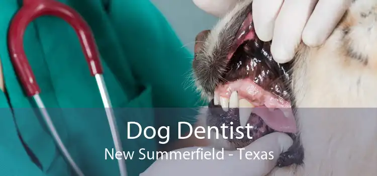 Dog Dentist New Summerfield - Texas