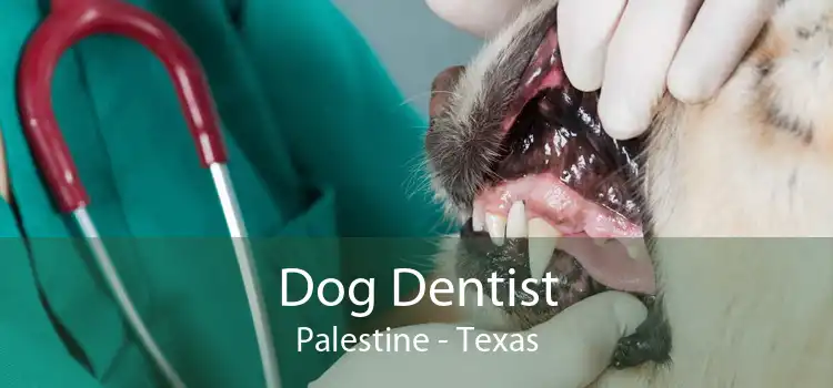 Dog Dentist Palestine - Texas