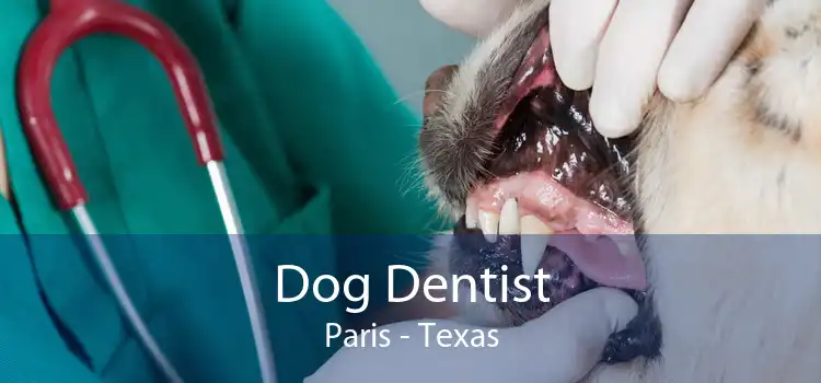 Dog Dentist Paris - Texas