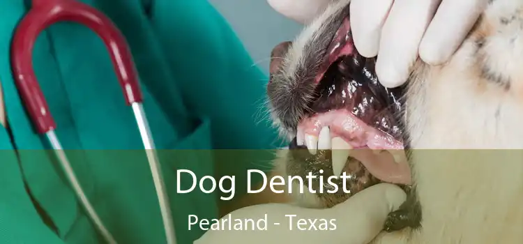 Dog Dentist Pearland - Texas