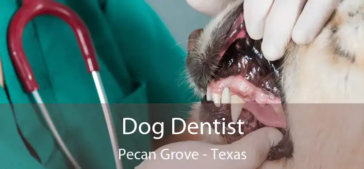 Dog Dentist Pecan Grove - Texas