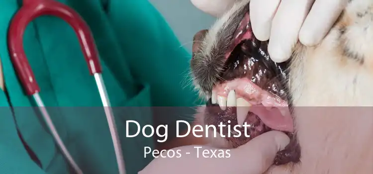Dog Dentist Pecos - Texas