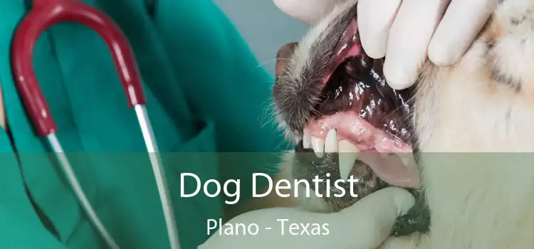 Dog Dentist Plano - Texas